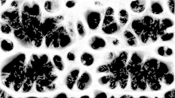 Physarum #01